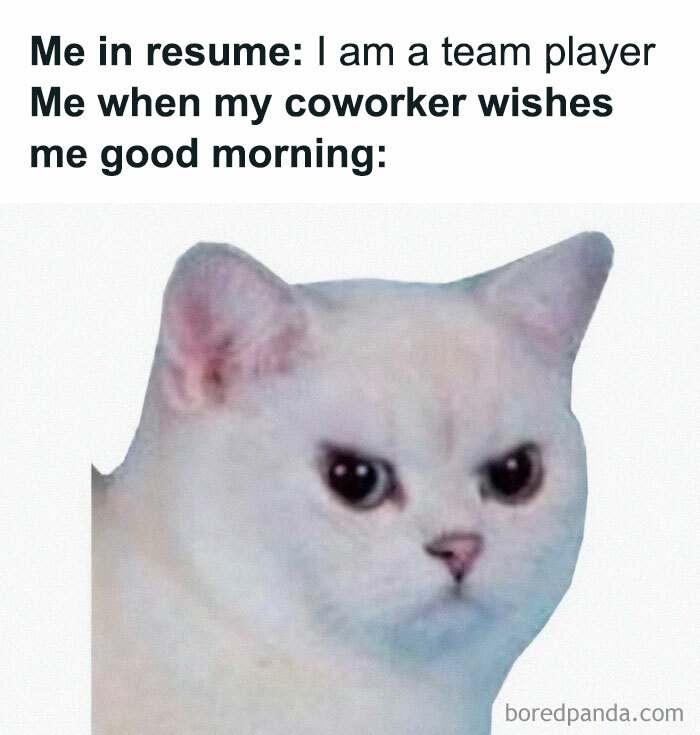 Angry white cat meme with text about being a team player but feeling awkward when greeted by a co-worker, self-deprecating memes.