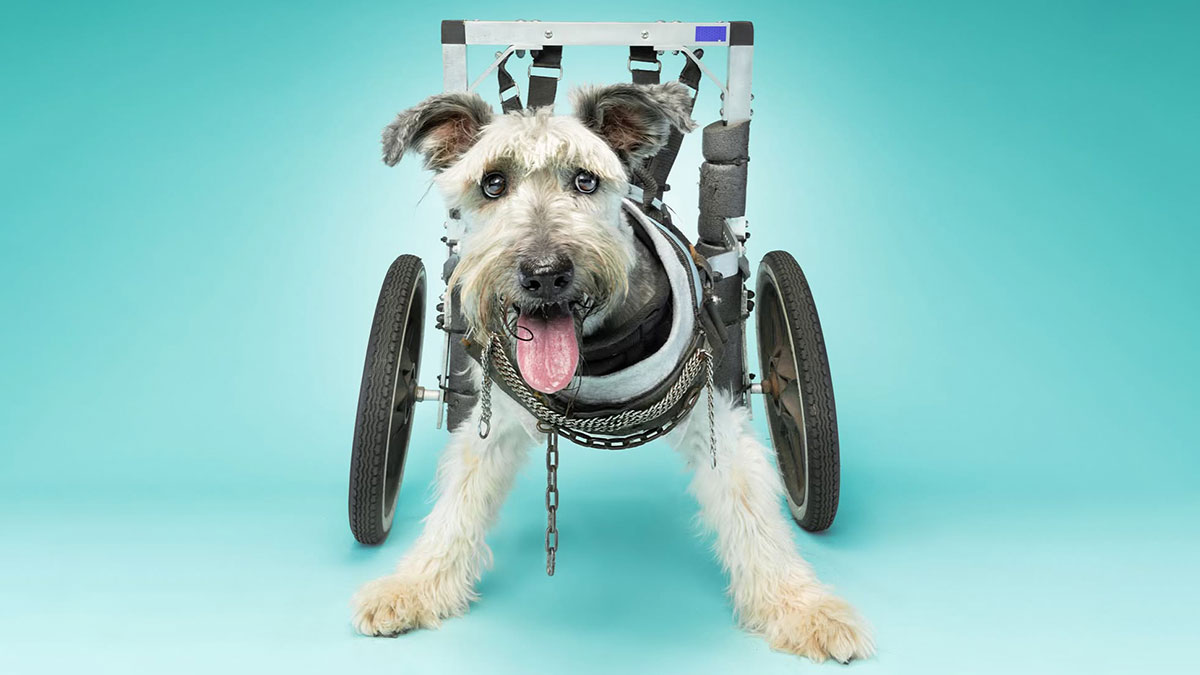 Large happy dog with disabilities using a wheelchair for mobility against a blue studio background