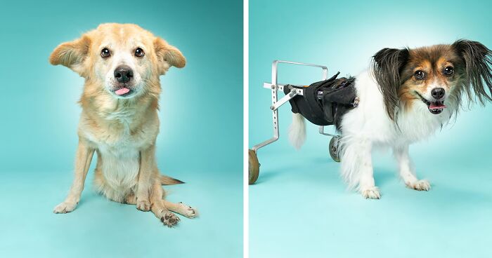 30 Incredible Dogs Who Refuse To Let Their Disabilities Define Them
