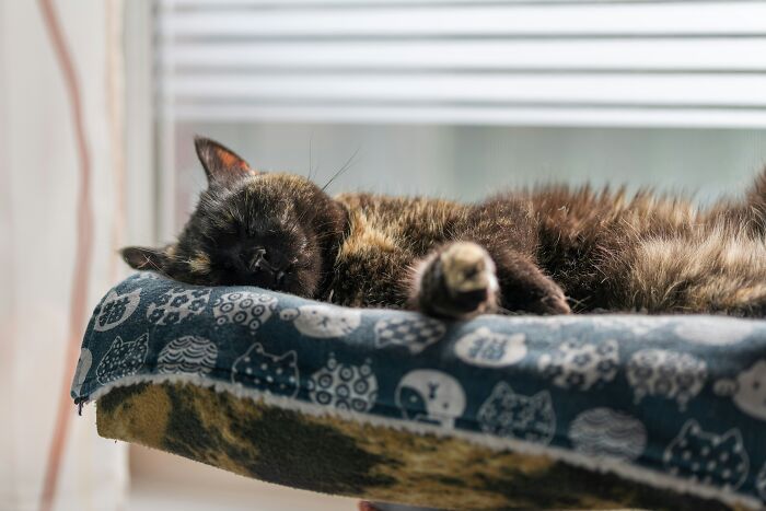 47 Pet Owners Share The Biggest Beef Their Animals Have Going On Right Now