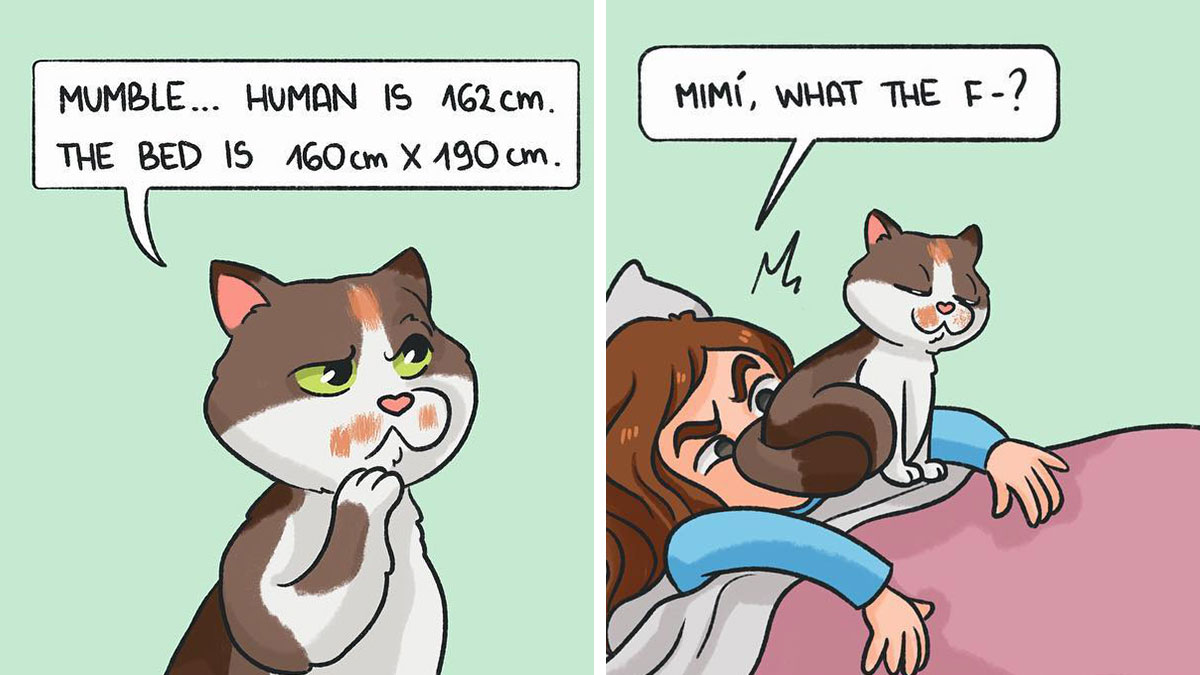 Relatable comics show funny everyday moments with a cat calculating bed size then sitting on a person's face.
