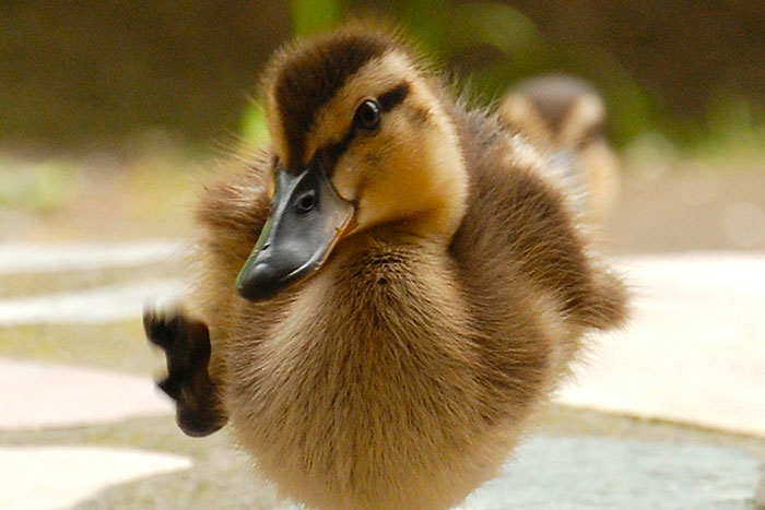 Close-up of a fluffy duckling with a raised leg, illustrating lies that had a bigger effect on people’s lives than expected.