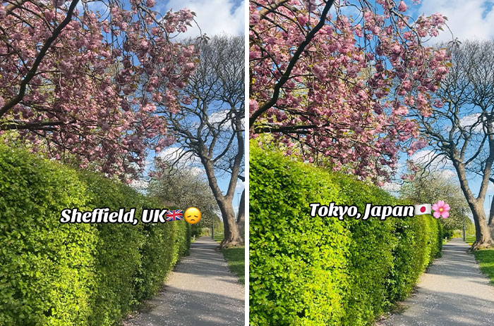 Side-by-side photos of a tree-lined path with blooming pink flowers, showcasing Japan aesthetic transformation.