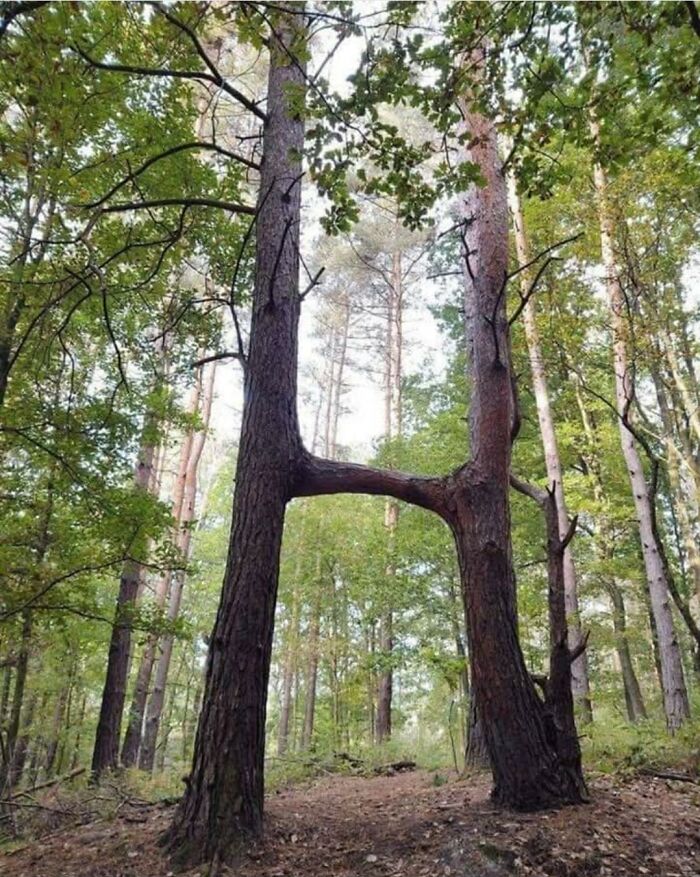 Two tall trees in a forest connected by a horizontal branch, illustrating strange facts about our world.