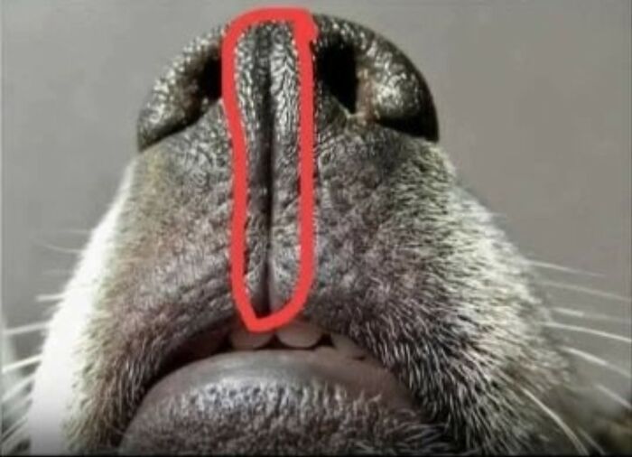 Close-up of a dog’s nose showing a strange vertical line, illustrating unusual facts and stories about our world.