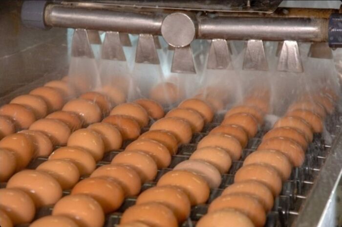 Rows of eggs being sprayed with water in an automated factory line showing strange processes in our world facts.