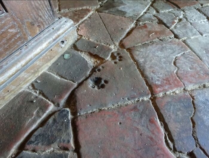 Old stone floor with embedded animal paw prints revealing strange facts about our world’s history.