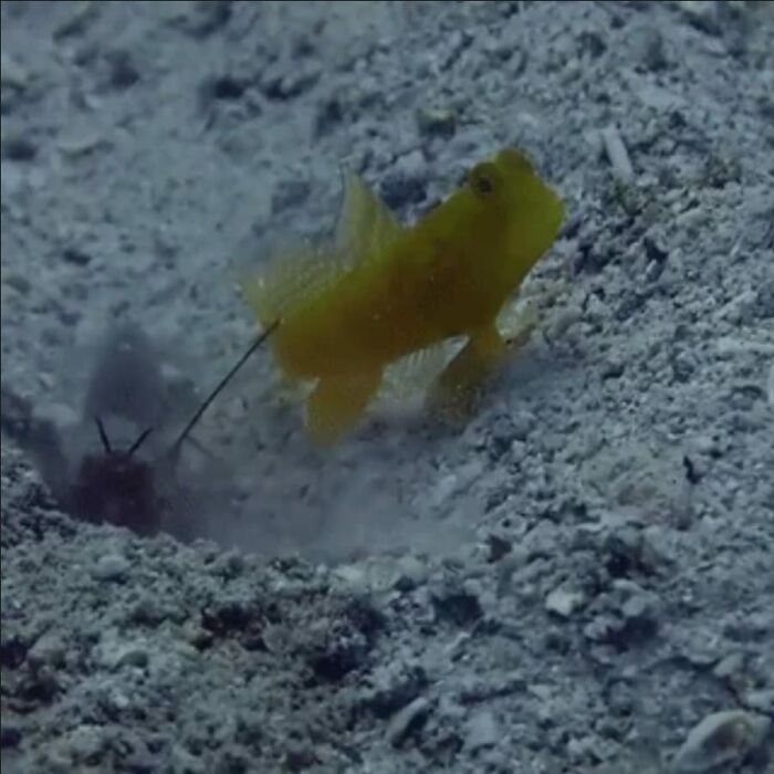 Yellow goby fish at the ocean floor interacting with a pistol shrimp, showcasing strange facts about our world.