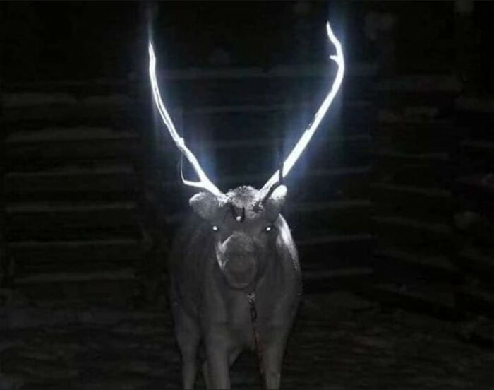 Reindeer with glowing antlers at night, showing strange and unusual facts from our world.