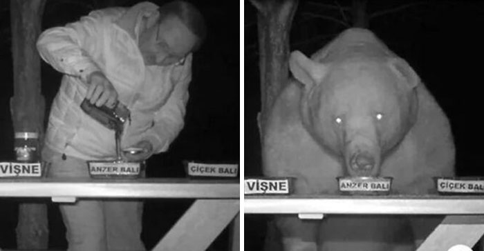 Man pouring honey on a table at night with a bear approaching, showing strange and unusual moments in our world.