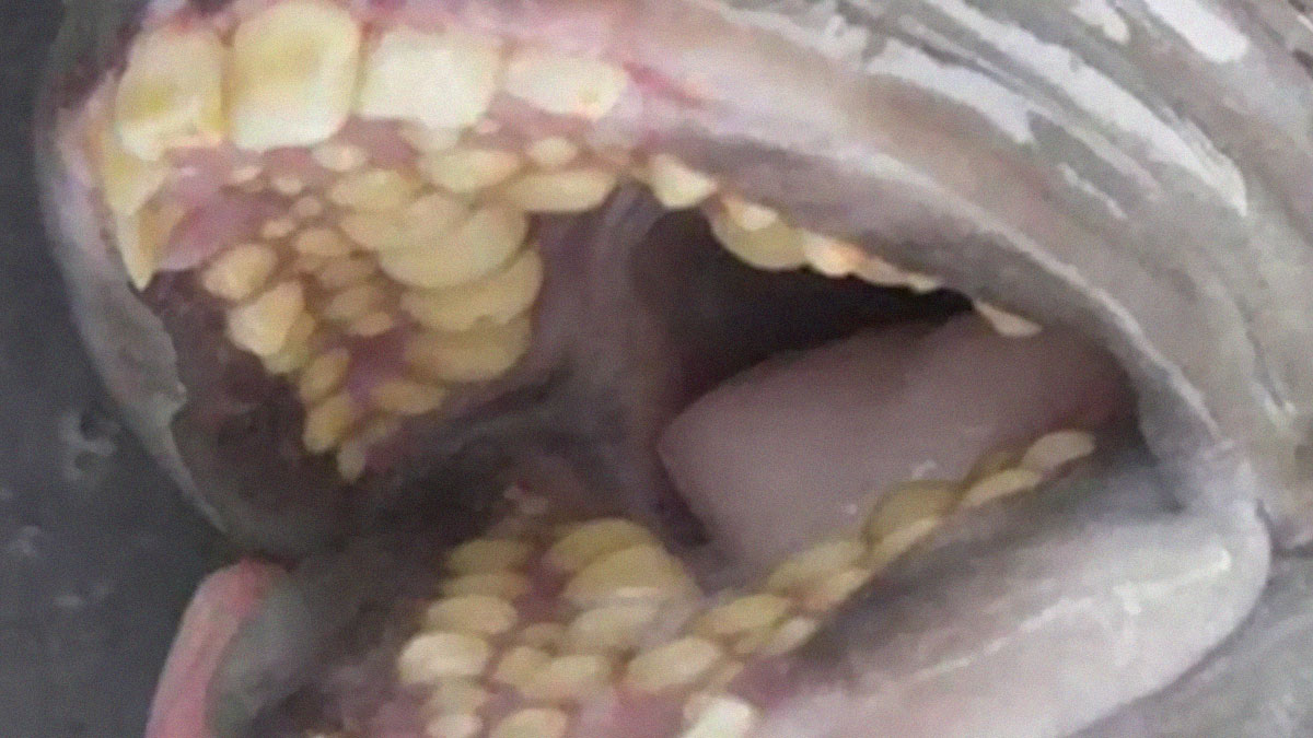 Close-up of strange fish teeth and mouth showing unusual features that illustrate how strange our world is.