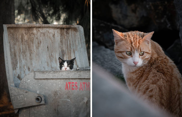 19 Street Cats Caught In Their Perfect Moments