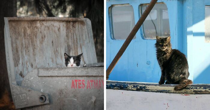 19 Street Cats Caught On Camera By Helin Bereket