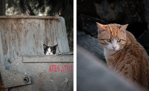 19 Street Cats Caught In Their Perfect Moments