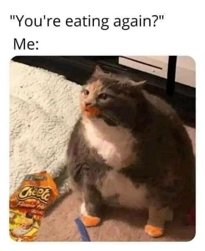 Cat sitting with Cheetos on paws and mouth, captioned eating again, funny stupid food memes content.
