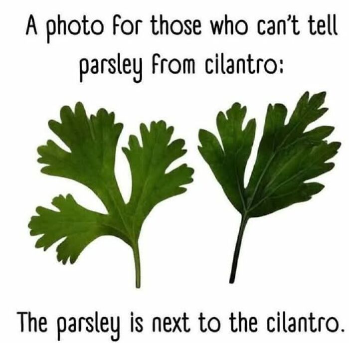 Funny food meme showing a humorous comparison of parsley and cilantro leaves for stupid people who can’t tell the difference.