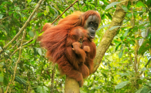 These Are Some Of The Smartest Animals Ever Studied, According To Science