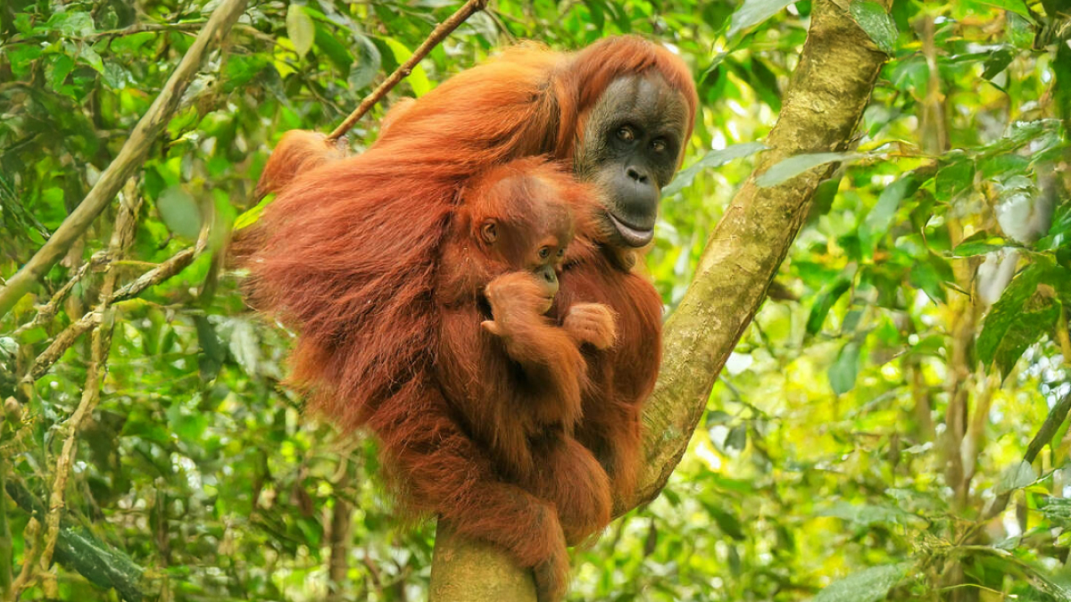 Orangutan mother and baby sitting on a tree branch in the forest, showcasing some of the smartest animals studied by science.
