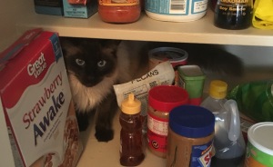 Hey Pandas, Post The Funniest Picture Of Your Cats