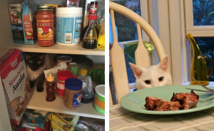 Hey Pandas, Post The Funniest Picture Of Your Cats