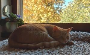 Hey Pandas, Take A Photo Of Something That Brings You Comfort (Closed)