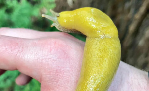 Meet The Slowest Animal In The World And Its Sluggish Friends