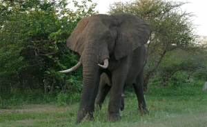 12 Fierce Contenders For “The Strongest Animal In The World” Title