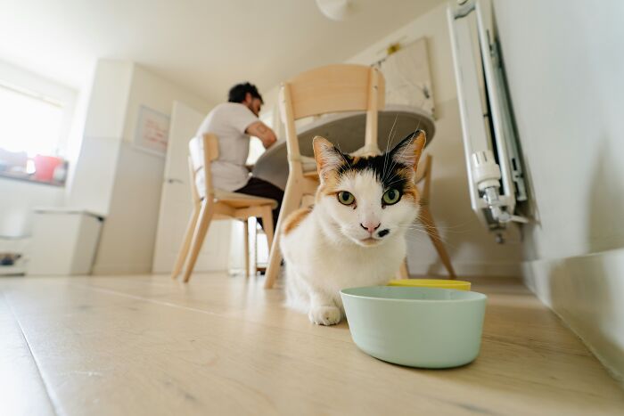 Calico cat near food bowl on floor with person sitting at dining table, illustrating ridiculous Thanksgiving arguments.