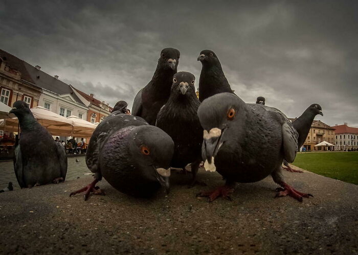 Close-up of curious pigeons in an urban setting, showcasing animals who can take a better selfie than you ever will.