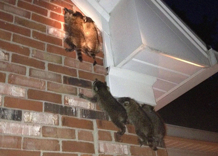 Raccoons climbing a brick wall near a house at night, one raccoon stuck while others watch, strange neighbor sightings.