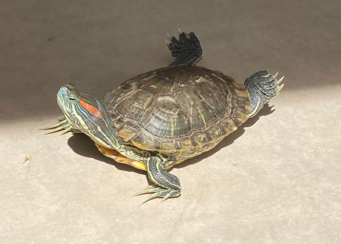 A turtle lying on its back with legs up, a strange sight accidentally seen by neighbors outdoors.