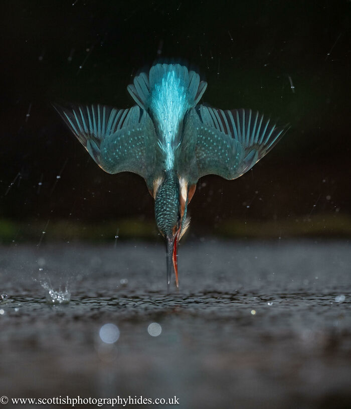 Kingfisher diving into water captured in sharp detail by photographer after years of patient shooting.
