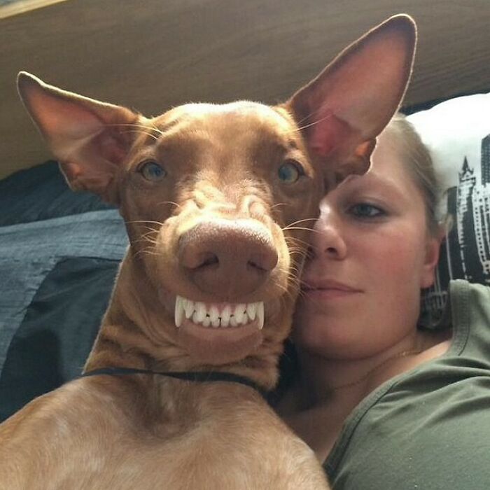Dog with funny fake teeth lying next to a woman, showcasing animals who can take a better selfie than you ever will.
