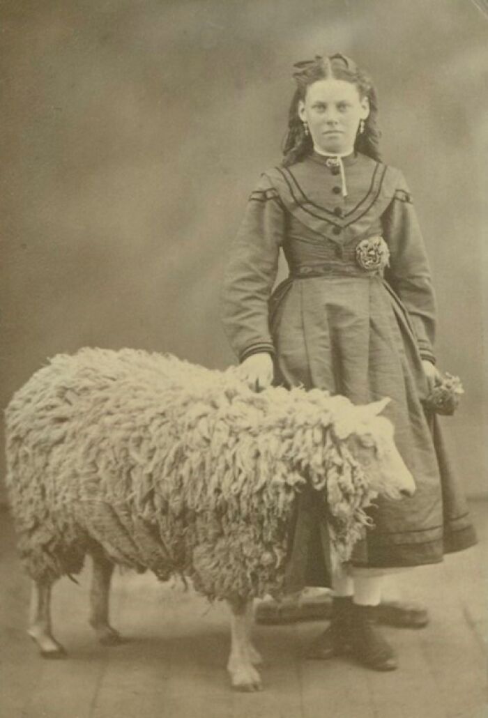 Victorian-Edwardian picture of a young woman in period dress standing beside a large woolly sheep indoors.