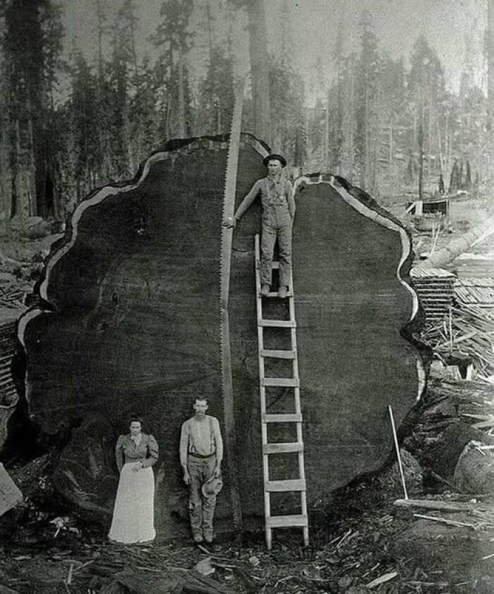 Victorian-Edwardian picture of three people posing with a massive cross-section of a felled tree in a forest setting.