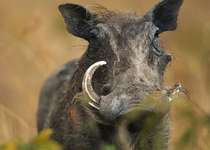Close-up of a warthog in tall grass, illustrating one of the worst nights sleep due to its natural habitat.