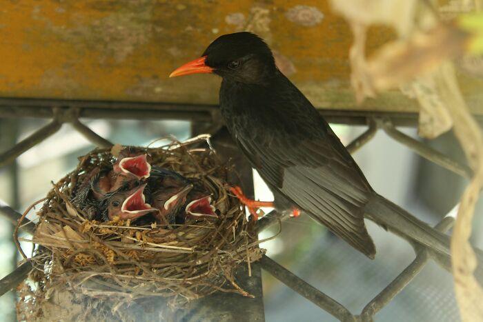 Black bird feeding chicks in a nest, illustrating family dynamics like Thanksgiving arguments about politics and mashed potatoes.