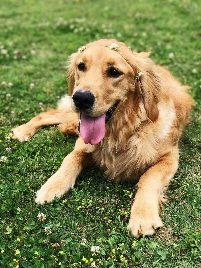 Golden retriever dog with a flower crown lying on grass, related to rehoming dog after abandonment story. Golden retriever dog with a flower crown lying on grass, related to rehoming dog after abandonment story.