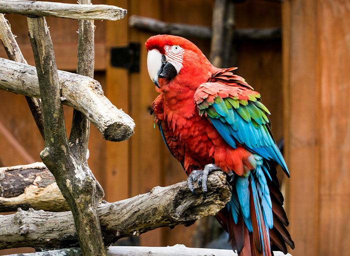 Colorful macaw parrot perched on wooden branches inside a zoo enclosure with natural wooden background.
