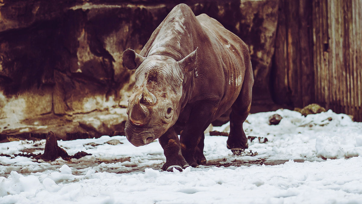 Young rhinoceros walking on snow in an outdoor enclosure shared by people who have worked in a zoo.