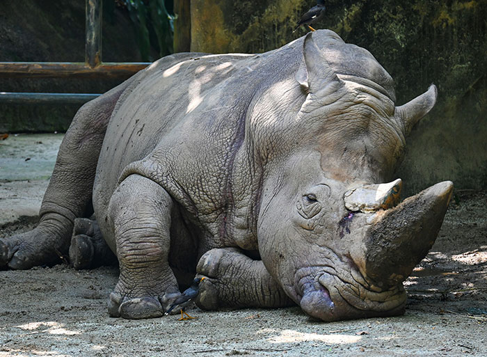 A large rhinoceros resting on sandy ground in a zoo enclosure, illustrating insights from zoo employees.