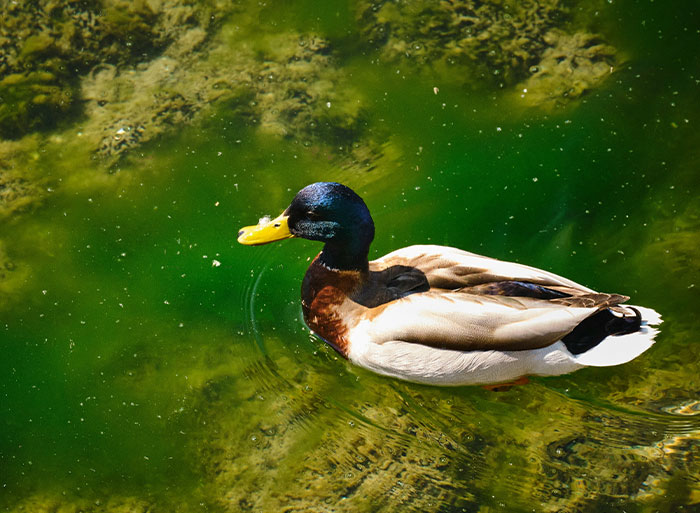 Mallard duck swimming in green water, illustrating insights from people who have worked in a zoo environment.