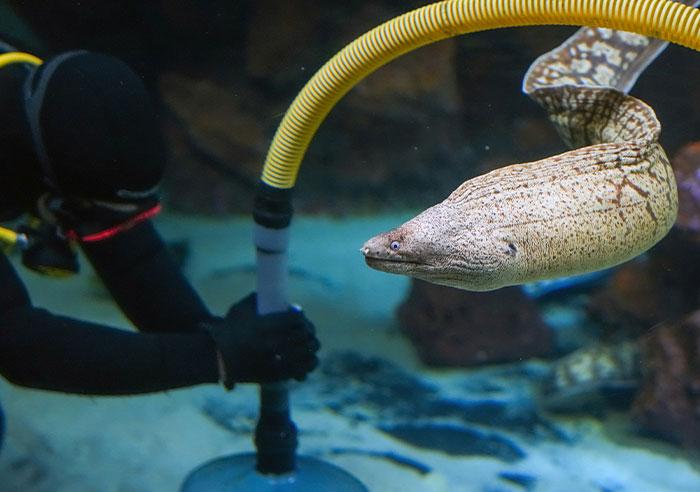 Diver in wetsuit cleaning underwater habitat while a large moray eel swims nearby in a zoo aquarium.