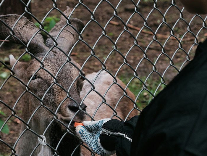 “The Zebras Are Ruthless”: 46 Unexpected Secrets Only Zoo Employees Know