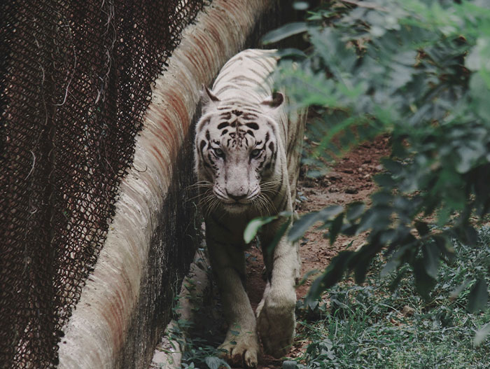 “The Zebras Are Ruthless”: 46 Unexpected Secrets Only Zoo Employees Know