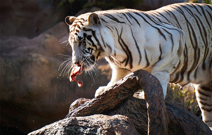 “The Zebras Are Ruthless”: 46 Unexpected Secrets Only Zoo Employees Know