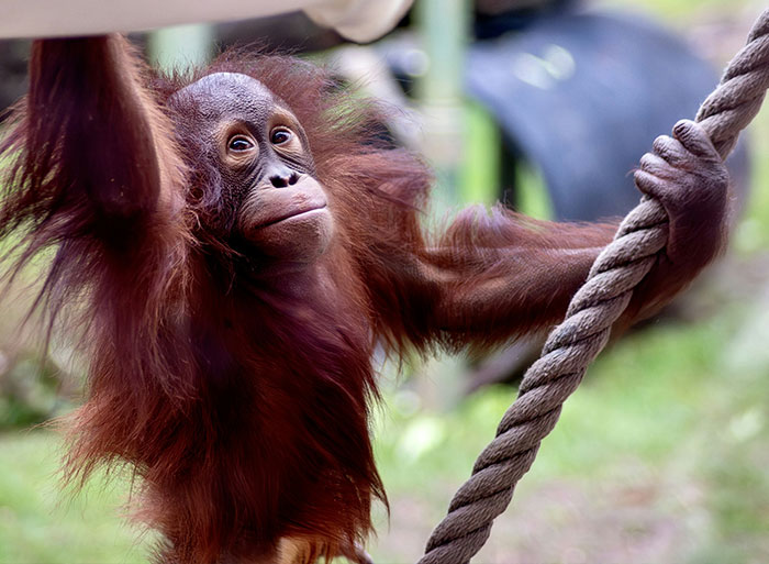 Young orangutan climbing rope in zoo enclosure, illustrating insights from people who have worked in a zoo.