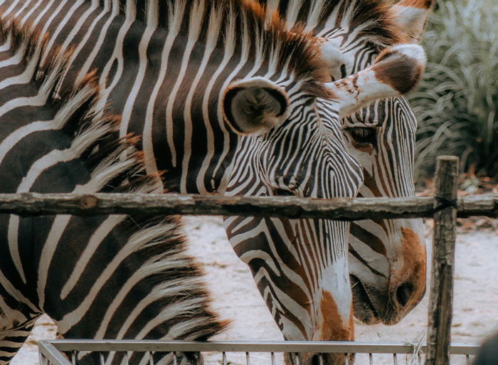 Two zebras close-up behind a wooden fence at a zoo, showcasing patterns shared by people who have worked in a zoo.