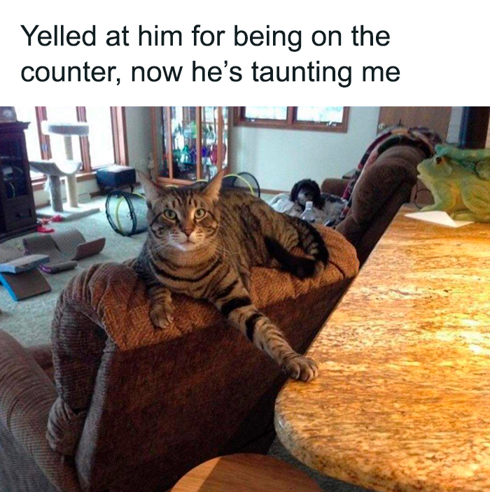 Tabby cat lying on couch backrest with paw on counter, funny meme capturing playful pet behavior during winter days.
