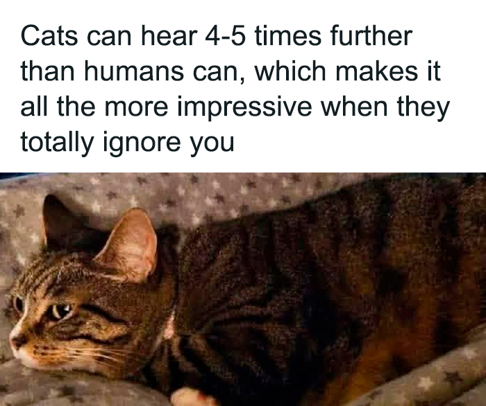 Funny meme about cats ignoring humans despite hearing better, perfect for brightening dark and cold winter days.